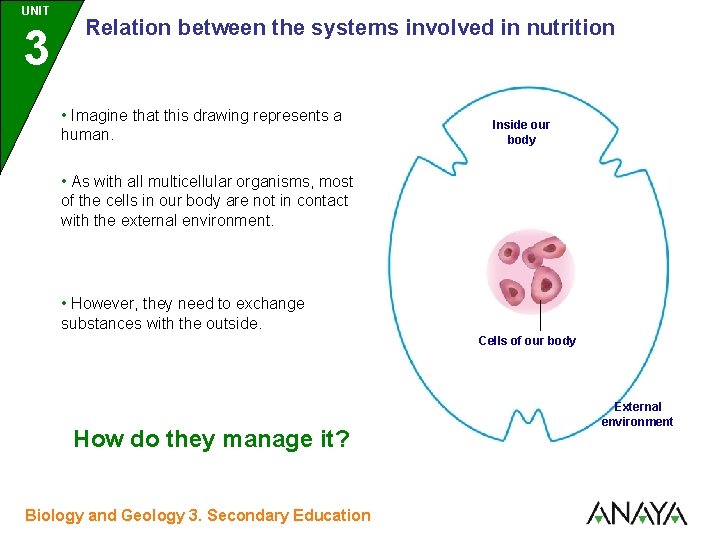 UNIT UNIDAD 3 Relation between the systems involved in nutrition • Imagine that this