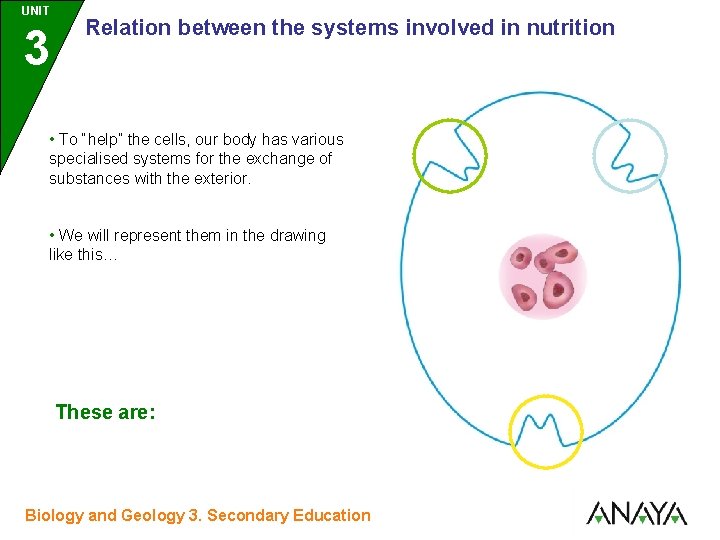 UNIT UNIDAD 3 Relation between the systems involved in nutrition • To “help” the
