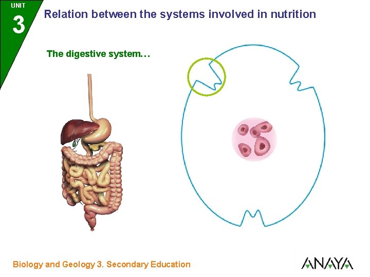 UNIT UNIDAD 3 Relation between the systems involved in nutrition The digestive system… Biology