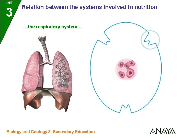 UNIT UNIDAD 3 Relation between the systems involved in nutrition …the respiratory system… Biology