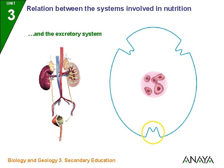 UNIT UNIDAD 3 Relation between the systems involved in nutrition …and the excretory system