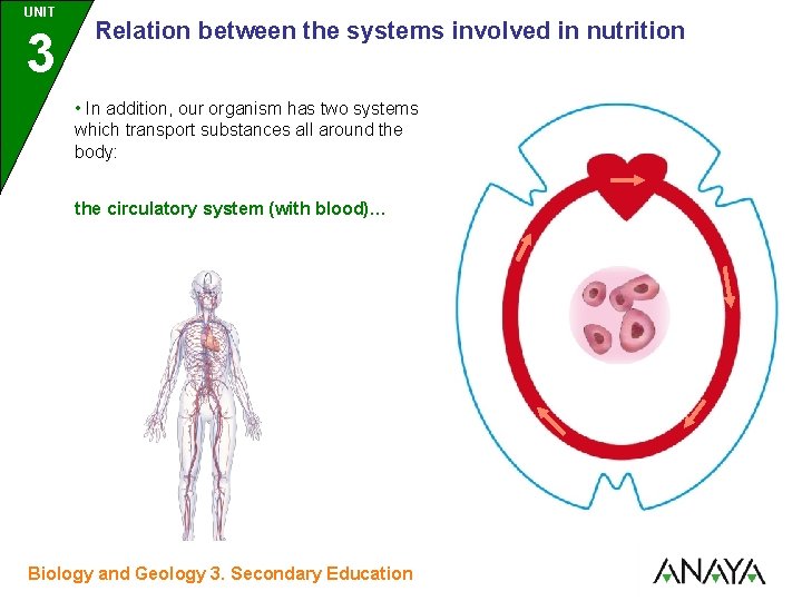 UNIT UNIDAD 3 Relation between the systems involved in nutrition • In addition, our