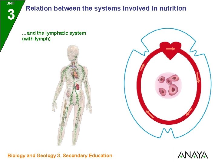 UNIT UNIDAD 3 Relation between the systems involved in nutrition …and the lymphatic system