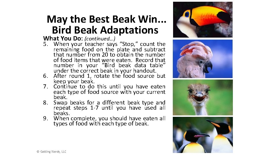 May the Best Beak Win. . . Bird Beak Adaptations What You Do: (continued…)