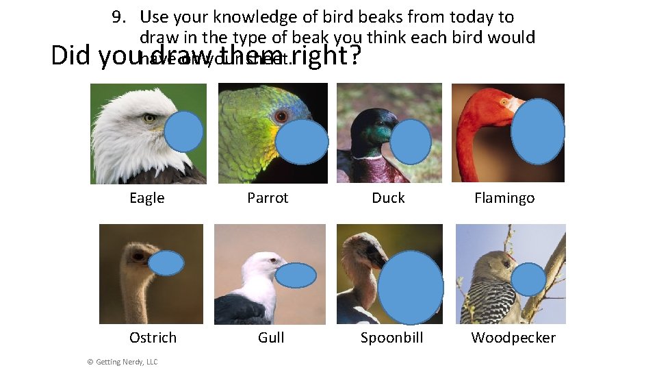 Did 9. Use your knowledge of bird beaks from today to draw in the