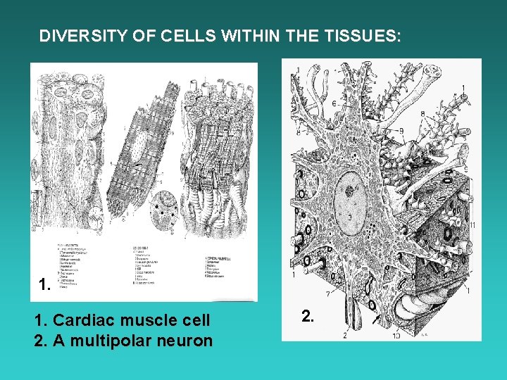 DIVERSITY OF CELLS WITHIN THE TISSUES: 1. Cardiac muscle cell 2. A multipolar neuron
