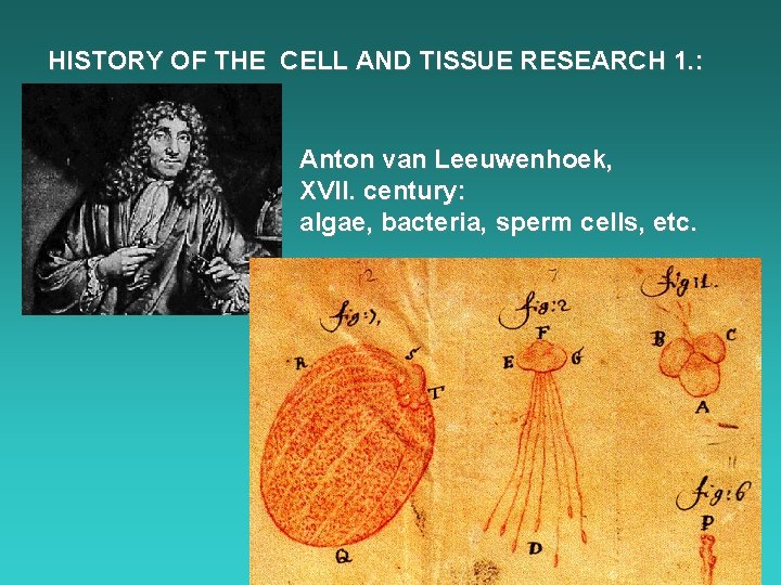 HISTORY OF THE CELL AND TISSUE RESEARCH 1. : Anton van Leeuwenhoek, XVII. century: