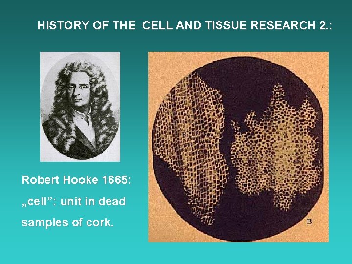 HISTORY OF THE CELL AND TISSUE RESEARCH 2. : Robert Hooke 1665: „cell”: unit