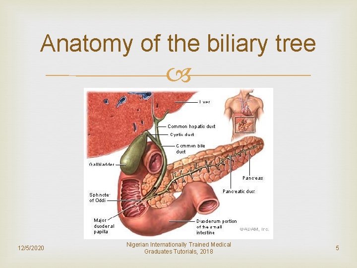 Anatomy of the biliary tree 12/5/2020 Nigerian Internationally Trained Medical Graduates Tutorials, 2018 5