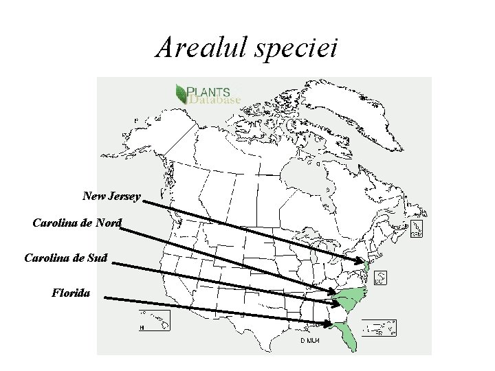 Arealul speciei New Jersey Carolina de Nord Carolina de Sud Florida 