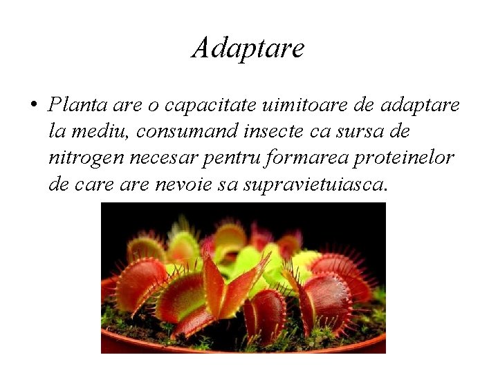 Adaptare • Planta are o capacitate uimitoare de adaptare la mediu, consumand insecte ca