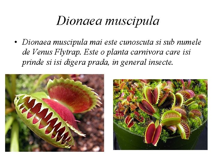 Dionaea muscipula • Dionaea muscipula mai este cunoscuta si sub numele de Venus Flytrap.