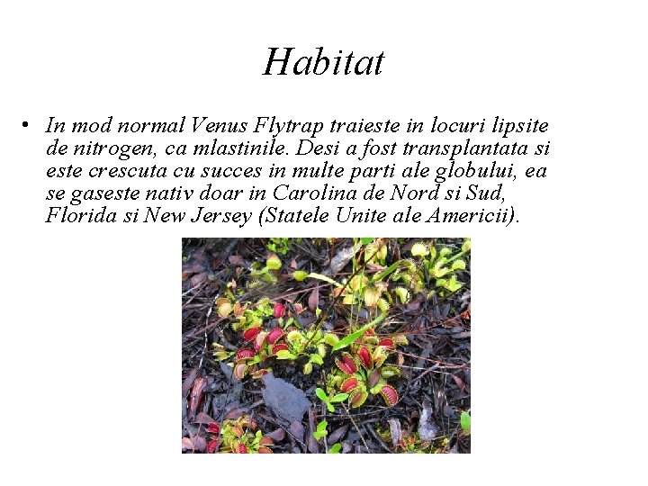 Habitat • In mod normal Venus Flytrap traieste in locuri lipsite de nitrogen, ca