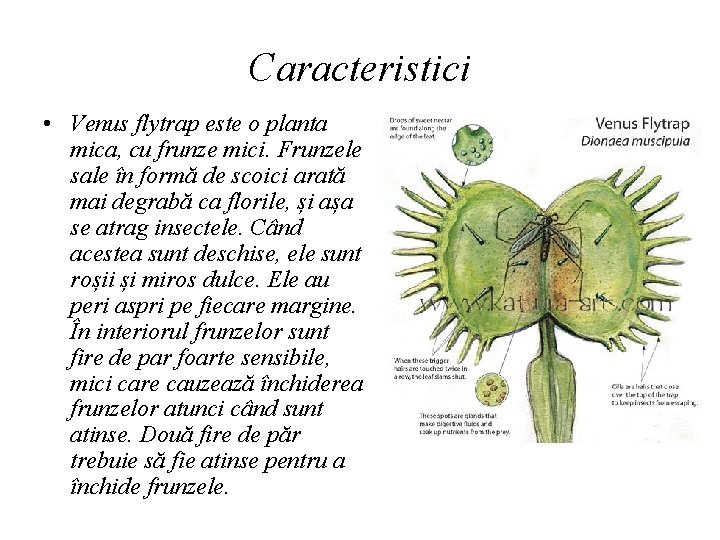 Caracteristici • Venus flytrap este o planta mica, cu frunze mici. Frunzele sale în