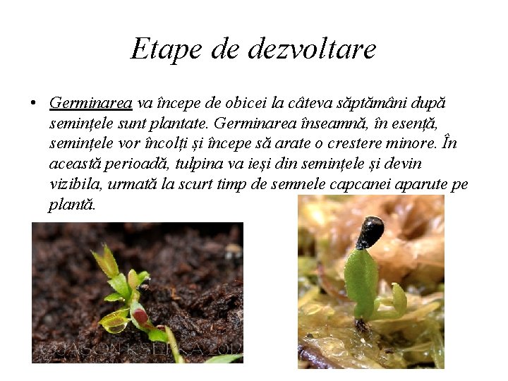 Etape de dezvoltare • Germinarea va începe de obicei la câteva săptămâni după semințele