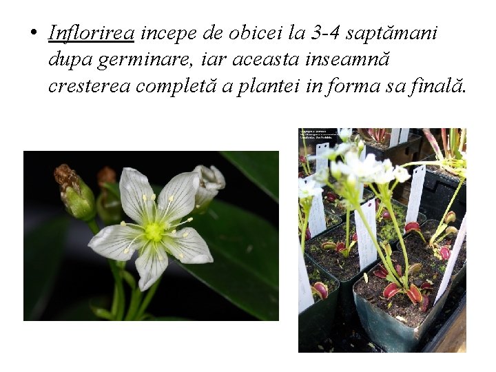  • Inflorirea incepe de obicei la 3 -4 saptămani dupa germinare, iar aceasta