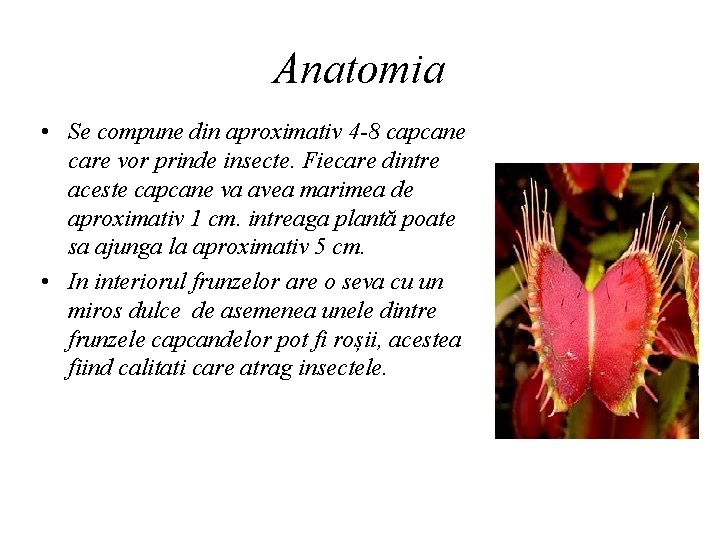 Anatomia • Se compune din aproximativ 4 -8 capcane care vor prinde insecte. Fiecare