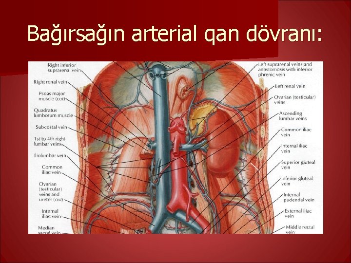 Bağırsağın arterial qan dövranı: 