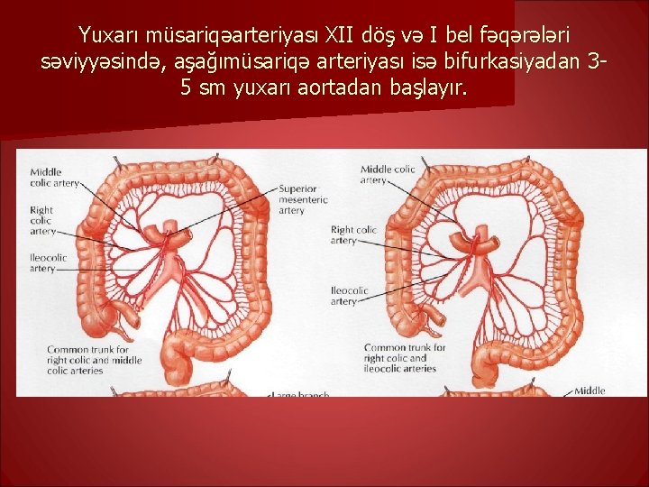 Yuxarı müsariqəarteriyası XII döş və I bel fəqərələri səviyyəsində, aşağımüsariqə arteriyası isə bifurkasiyadan 35