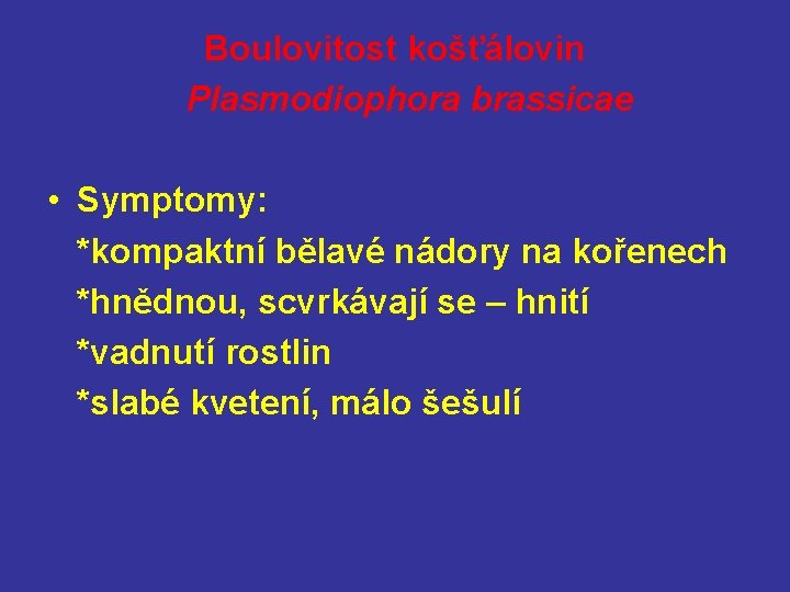 Boulovitost košťálovin Plasmodiophora brassicae • Symptomy: *kompaktní bělavé nádory na kořenech *hnědnou, scvrkávají se