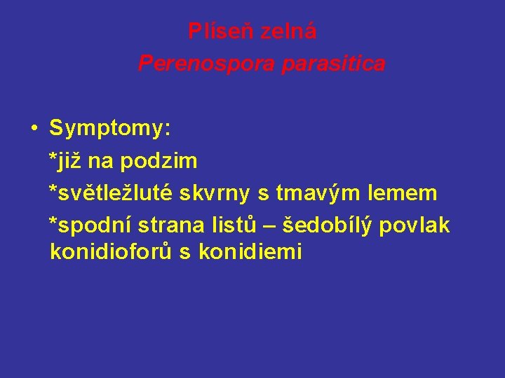 Plíseň zelná Perenospora parasitica • Symptomy: *již na podzim *světležluté skvrny s tmavým lemem