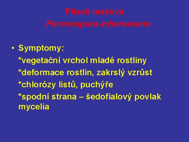 Plíseň maková Peronospora arborescens • Symptomy: *vegetační vrchol mladé rostliny *deformace rostlin, zakrslý vzrůst