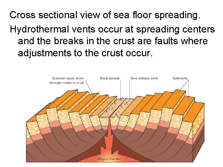 Cross sectional view of sea floor spreading. Hydrothermal vents occur at spreading centers and