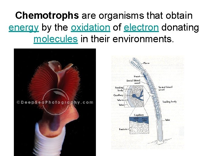 Chemotrophs are organisms that obtain energy by the oxidation of electron donating molecules in