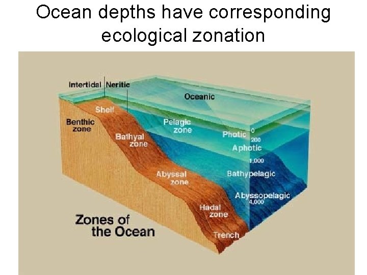 Ocean depths have corresponding ecological zonation 