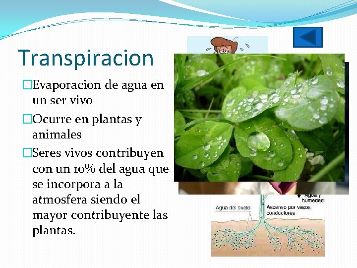 Transpiracion �Evaporacion de agua en un ser vivo �Ocurre en plantas y animales �Seres