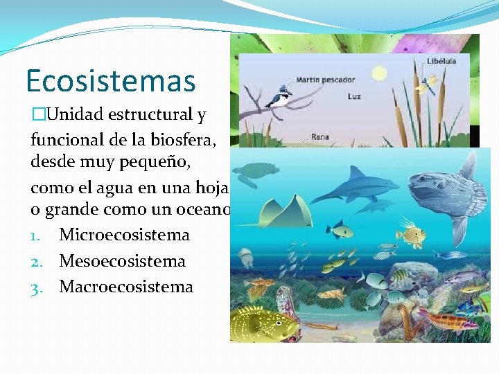 Ecosistemas �Unidad estructural y funcional de la biosfera, desde muy pequeño, como el agua