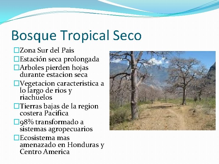 Bosque Tropical Seco �Zona Sur del Pais �Estación seca prolongada �Arboles pierden hojas durante