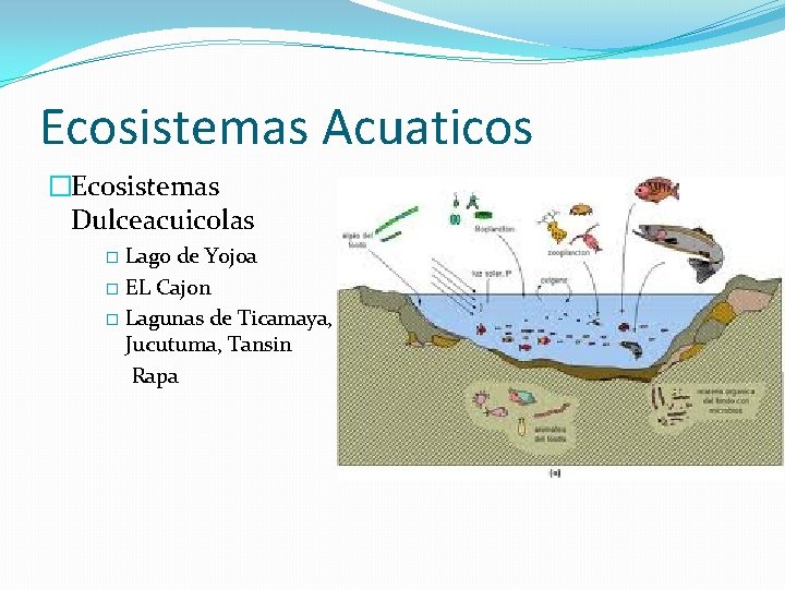 Ecosistemas Acuaticos �Ecosistemas Dulceacuicolas Lago de Yojoa � EL Cajon � Lagunas de Ticamaya,