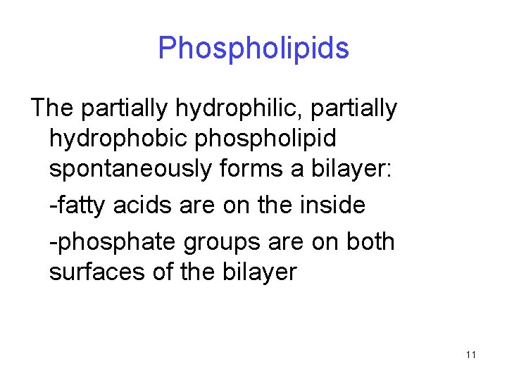 Phospholipids The partially hydrophilic, partially hydrophobic phospholipid spontaneously forms a bilayer: -fatty acids are Phospholipids The partially hydrophilic, partially hydrophobic phospholipid spontaneously forms a bilayer: -fatty acids are
