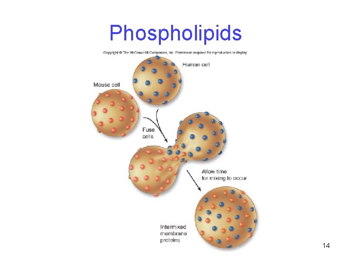 Phospholipids 14 Phospholipids 14