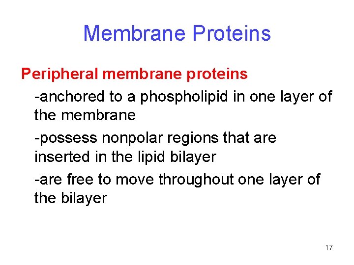 Membrane Proteins Peripheral membrane proteins -anchored to a phospholipid in one layer of the Membrane Proteins Peripheral membrane proteins -anchored to a phospholipid in one layer of the