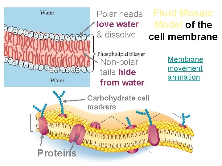 Polar heads Fluid Mosaic love water Model of the & dissolve. cell membrane Non-polar Polar heads Fluid Mosaic love water Model of the & dissolve. cell membrane Non-polar