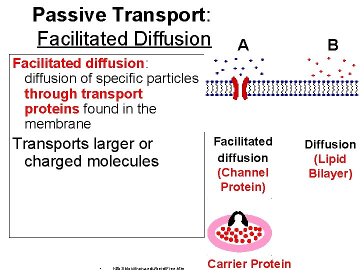 Passive Transport: Facilitated Diffusion A B Facilitated diffusion (Channel Protein) Diffusion (Lipid Bilayer) Facilitated Passive Transport: Facilitated Diffusion A B Facilitated diffusion (Channel Protein) Diffusion (Lipid Bilayer) Facilitated