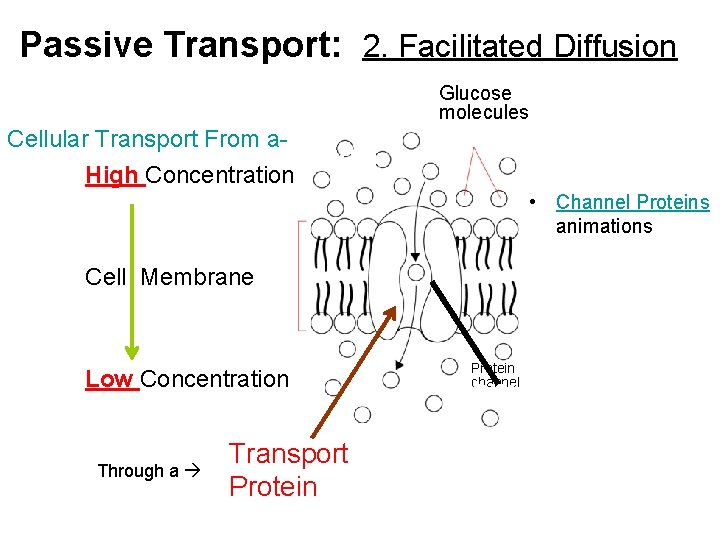 Passive Transport: 2. Facilitated Diffusion Glucose molecules Cellular Transport From a. High Concentration High Passive Transport: 2. Facilitated Diffusion Glucose molecules Cellular Transport From a. High Concentration High