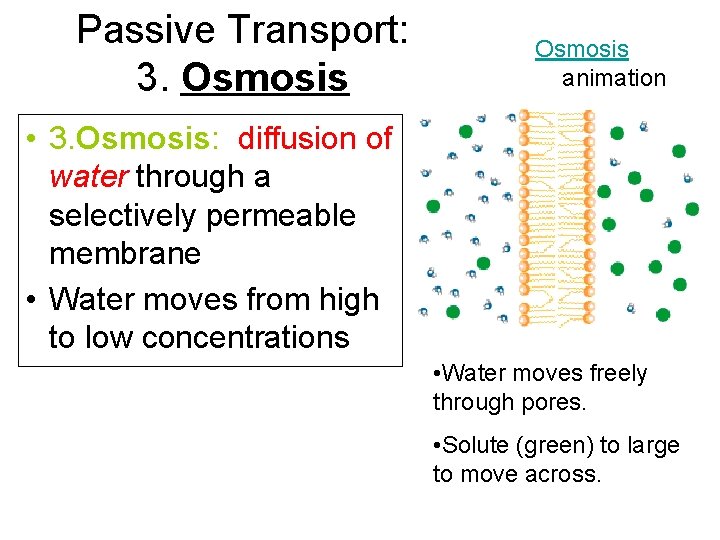 Passive Transport: 3. Osmosis animation • 3. Osmosis: diffusion of water through a selectively Passive Transport: 3. Osmosis animation • 3. Osmosis: diffusion of water through a selectively