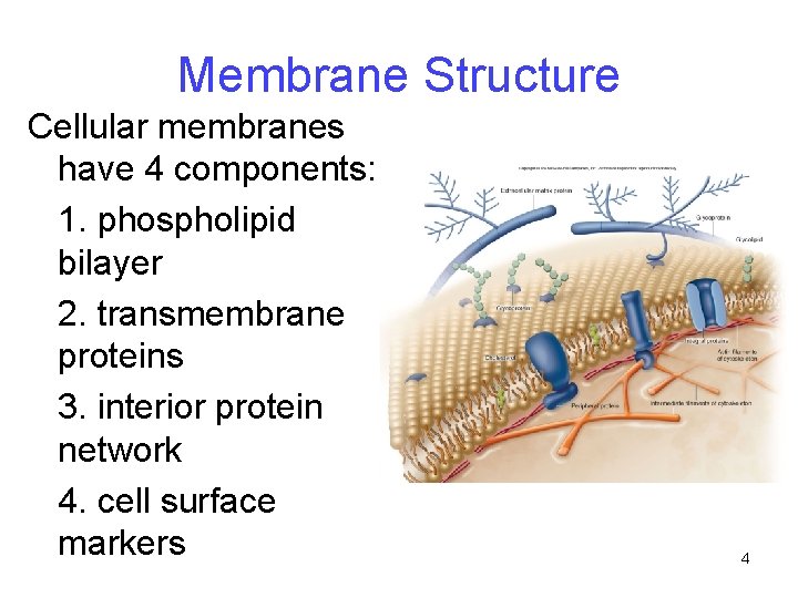 Membrane Structure Cellular membranes have 4 components: 1. phospholipid bilayer 2. transmembrane proteins 3. Membrane Structure Cellular membranes have 4 components: 1. phospholipid bilayer 2. transmembrane proteins 3.