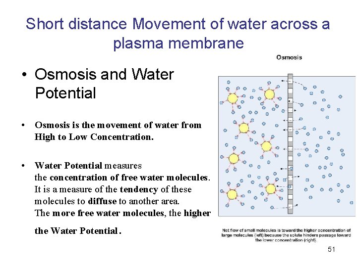Short distance Movement of water across a plasma membrane • Osmosis and Water Potential Short distance Movement of water across a plasma membrane • Osmosis and Water Potential