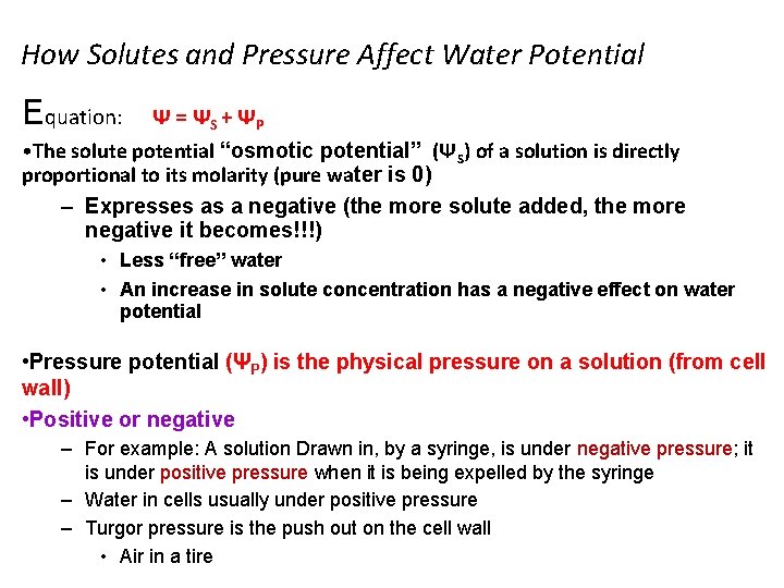 How Solutes and Pressure Affect Water Potential Equation: Ψ = Ψ S + ΨP How Solutes and Pressure Affect Water Potential Equation: Ψ = Ψ S + ΨP