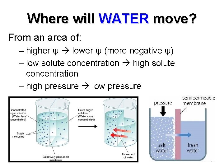Where will WATER move? From an area of: – higher ψ lower ψ (more Where will WATER move? From an area of: – higher ψ lower ψ (more