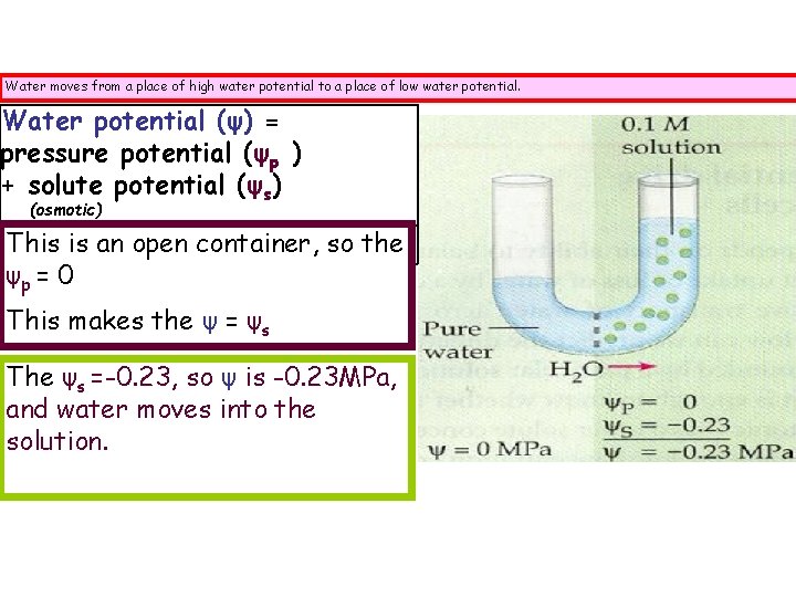 Water moves from a place of high water potential to a place of low Water moves from a place of high water potential to a place of low