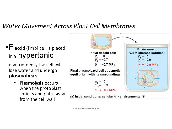 Water Movement Across Plant Cell Membranes • Flaccid (limp) cell is placed in a Water Movement Across Plant Cell Membranes • Flaccid (limp) cell is placed in a