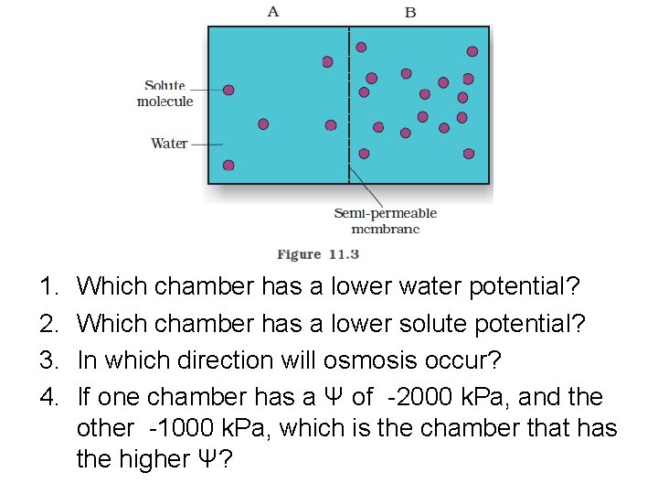 1. 2. 3. 4. Which chamber has a lower water potential? Which chamber has 1. 2. 3. 4. Which chamber has a lower water potential? Which chamber has