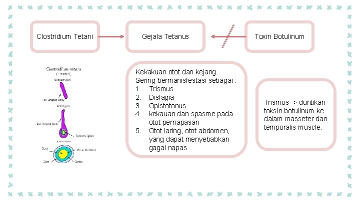 Clostridium Tetani Gejala Tetanus Kekakuan otot dan kejang. Sering bermanisfestasi sebagai : 1. Trismus