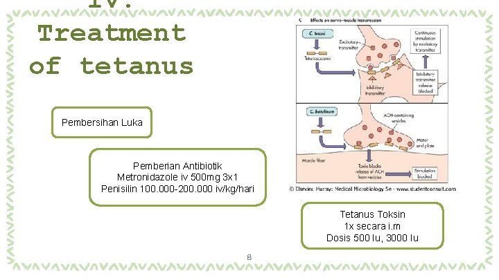 IV. Treatment of tetanus Pembersihan Luka Pemberian Antibiotik Metronidazole iv 500 mg 3 x