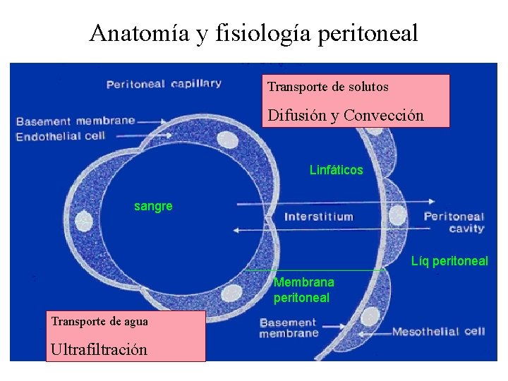 Anatomía y fisiología peritoneal Transporte de solutos Difusión y Convección Linfáticos sangre Líq peritoneal